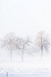 SNOW by Reno Stijnen