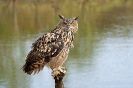 Hibou grand-duc sur Jan van Vreede