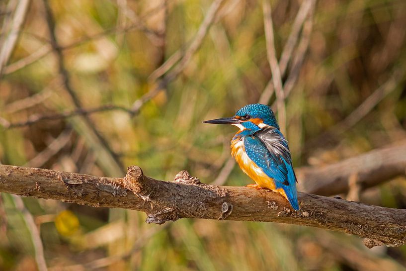 Kingfisher-2 by Jan Meijer
