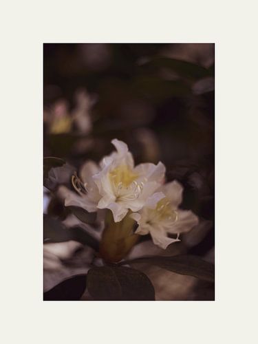 Schönheit Vintage Blume