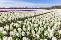 White hyacinths on rows in blooming flower field by Ben Schonewille thumbnail