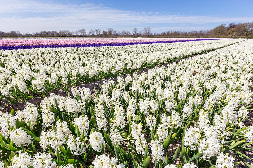 White hyacinths on rows in blooming flower field by Ben Schonewille