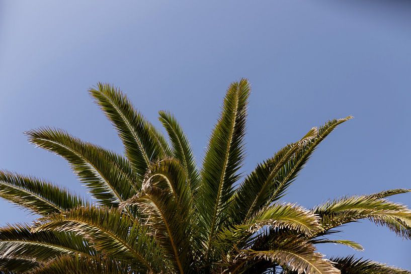 half palm tree with green leaves in Porto Portugal by Karijn | Fine art Natuur en Reis Fotografie