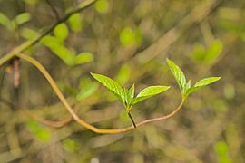 Budding leaves of dogwood by Kristof Lauwers