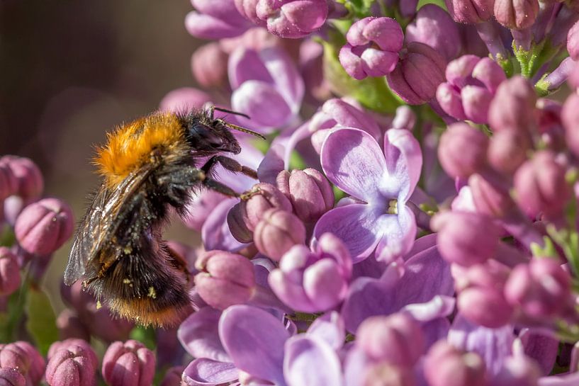 En dégustant du lilas. par Erik de Rijk