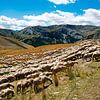 troupeau de moutons dans les Alpes sur Hanneke Luit