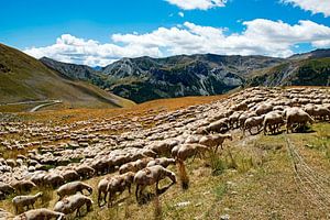Schafherde in den Alpen