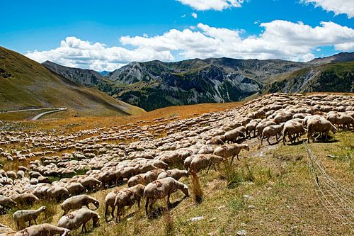 troupeau de moutons dans les Alpes