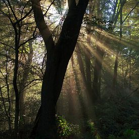 Eerste Zonnestralen In Het Bos van Daphne Photography