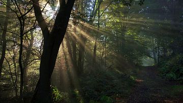 First Rays Of Sunlight In The Forest
