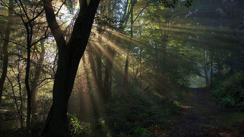 Eerste Zonnestralen In Het Bos par Daphne Photography