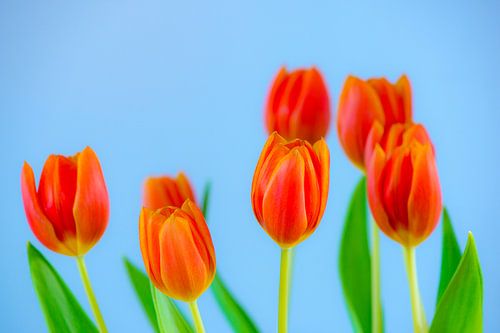 Bosje tulpen