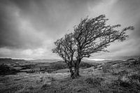 Tree, Landscape, Black and white