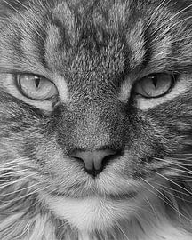 Close up Maine Coon by Dyanne Zonderman