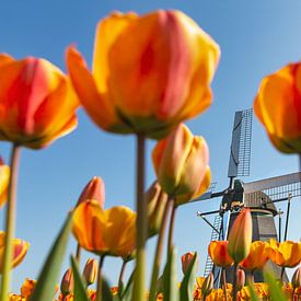 Tulpen an Windmühle von Frans Lemmens