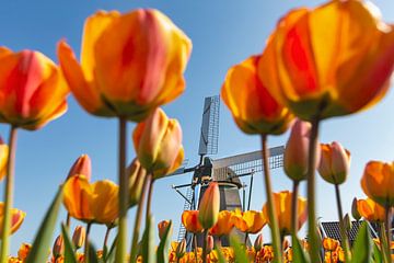 Tulips at windmill by Frans Lemmens