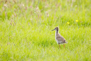Young black-tailed godwit in herb-rich grassland
