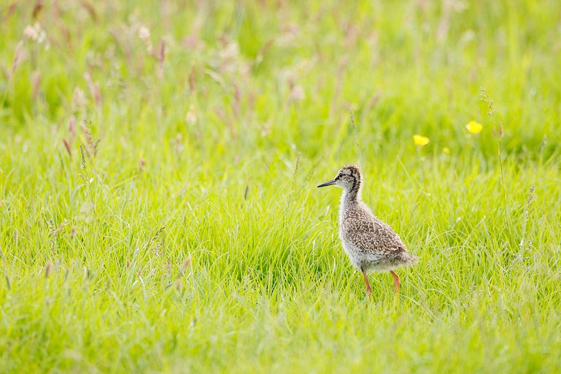 Junge Uferschnepfe in kräuterreichem Grasland von Anja Brouwer Fotografie