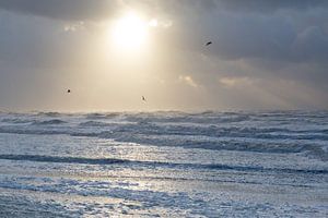 Strand und Vögel | Möwe bei Sonnenuntergang am Meer von Servan Ott