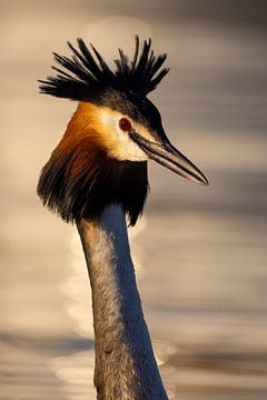 Oiseaux - Portrait de grèbe huppé 1 sur Servan Ott