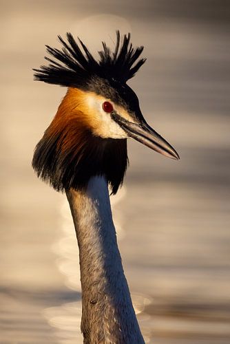 Birds - Grebe portrait 1