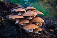 Mushrooms