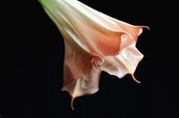 Brugmansia