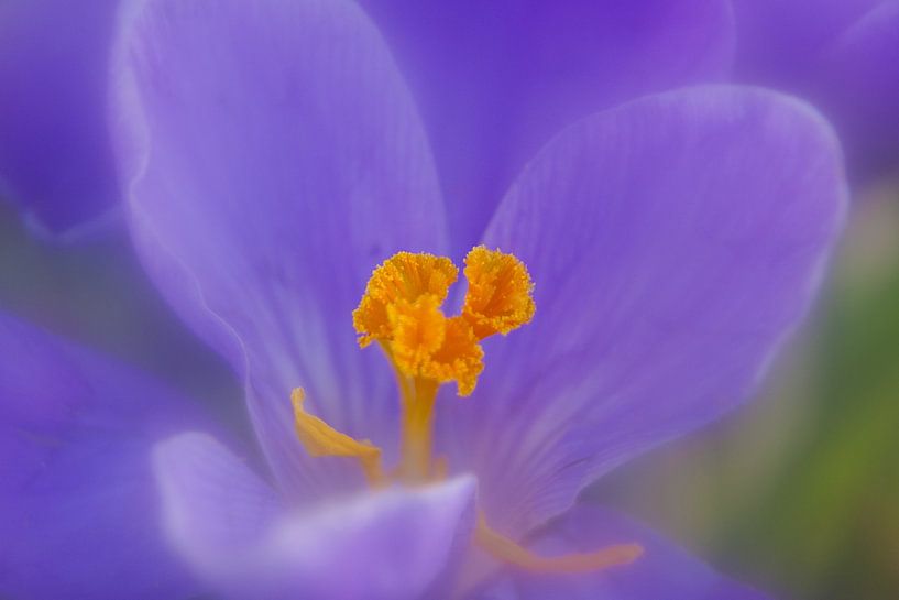 Crocus par tiny brok