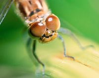 Cute Eyes Dragonfly