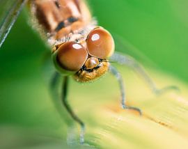 Cute Eyes Dragonfly