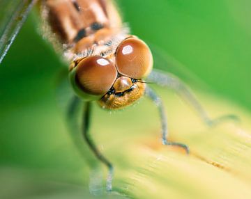 Niedliche Augen Libelle von Shanna van Mens Fotografie