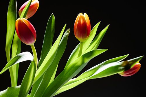 Foto van tulpen