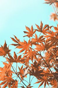 Herfst esdoorn bladeren op groenblauw