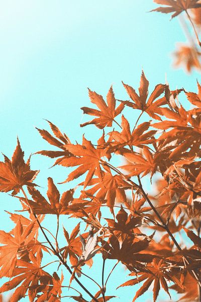 Vintage autumn maple leaves on teal by Imladris Images
