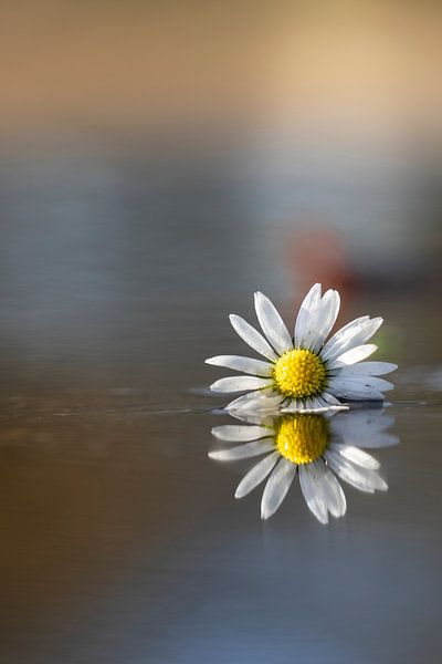 Daisy in puddle of rain by Willian Goedhart
