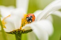dans la prairie