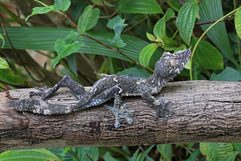 Gecko à queue de feuille par Antwan Janssen