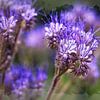 Fleur de phacélie sur Rob Boon