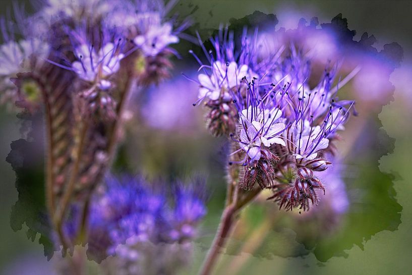 Phacelia bloem van Rob Boon