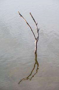 Dead branch reflective in water by Werner Lerooy