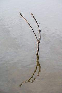 Dead branch reflective in water by Werner Lerooy