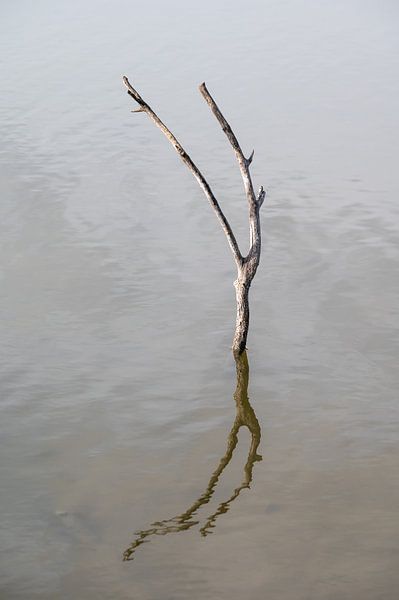 Dead branch reflective in water by Werner Lerooy
