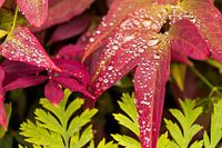 Herbstfarben im Regen