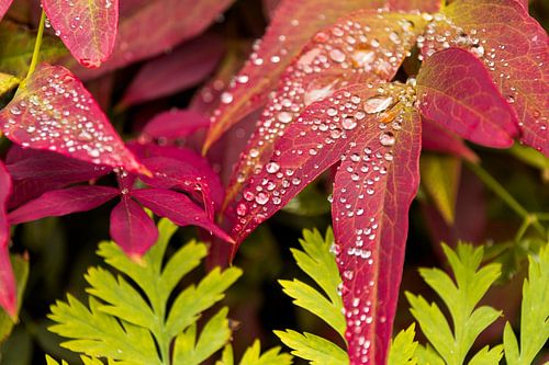 Autumn colours in the rain