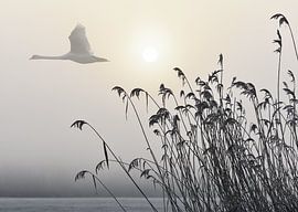 Schwan im Nebel von Joop Kuyvenhoven