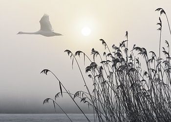 Schwan im Nebel