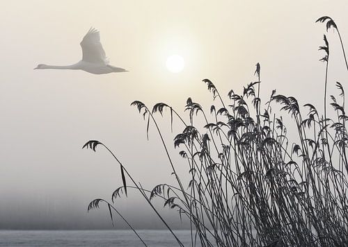 Schwan im Nebel