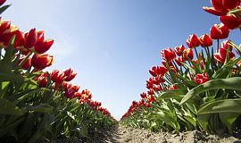 Tulip V von Sonny Dimaculangan