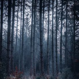 Brouillard dans la forêt sur Jayzon Photo