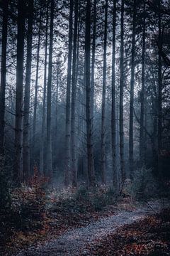 Mist in het bos van Jayzon Photo